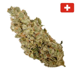 Gorilla Kush THCX 60% – Indoor-Hydro